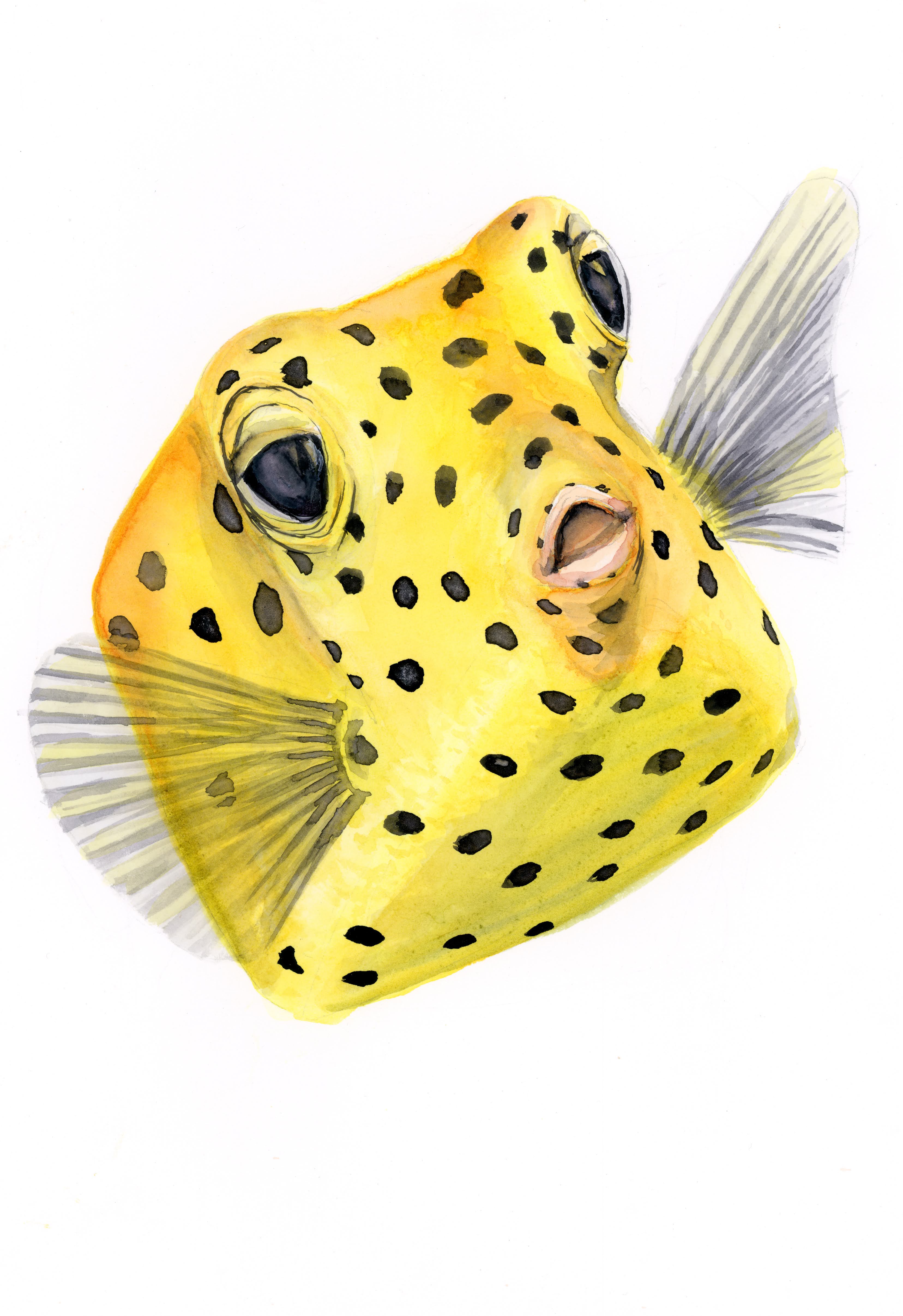 cute box fish ORIGINAL PAINTING Yellow Boxfish in watercolor 7"x10"(18x25cm) – Sea Connection Art