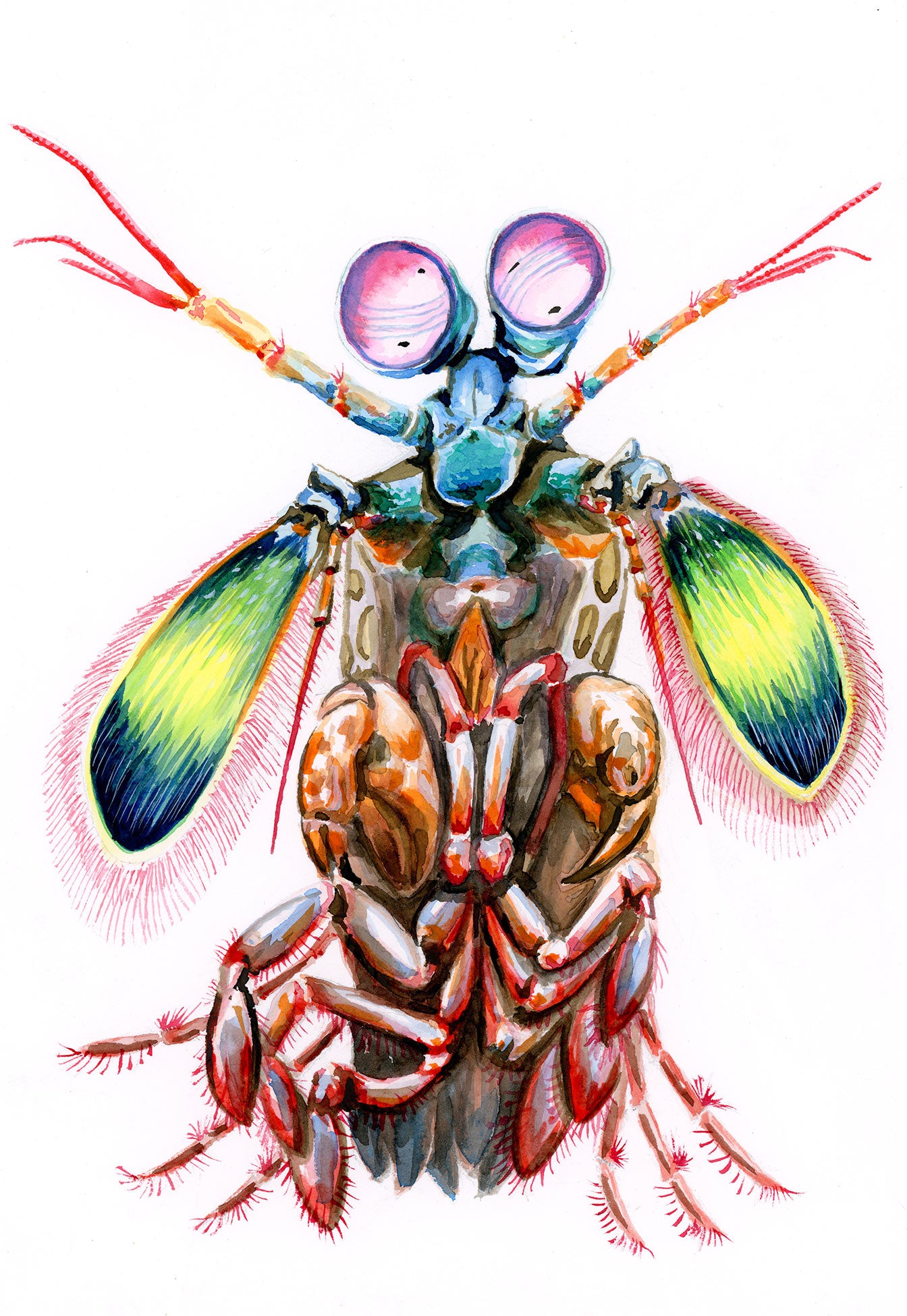 ORIGINAL PAINTING Mantis Shrimp in watercolor 7"x10"(18x25cm)