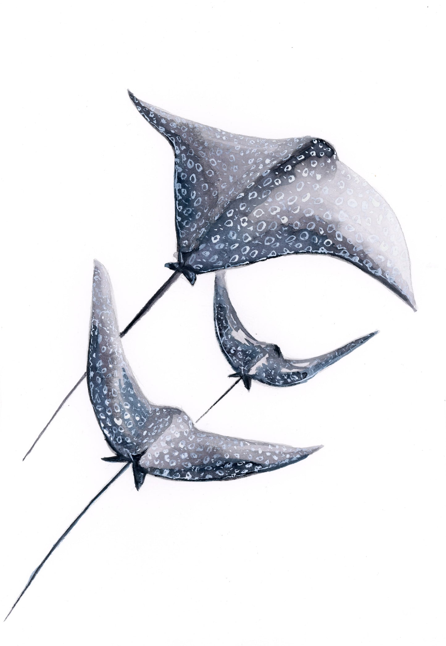 DIGITAL ART Spotted Eagle Ray in watercolor