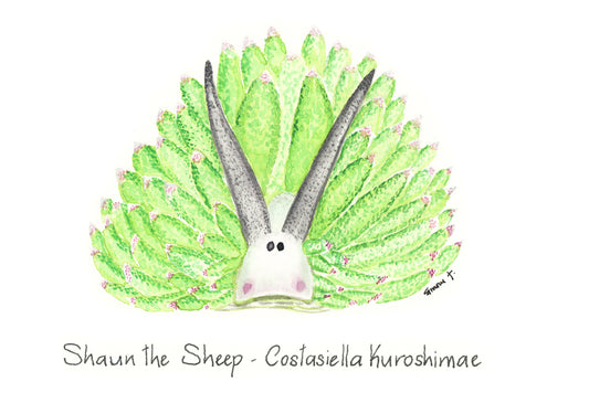 Giclee Fine-Art Print "Costasiella Kuroshimae - Shaun the Sheep"