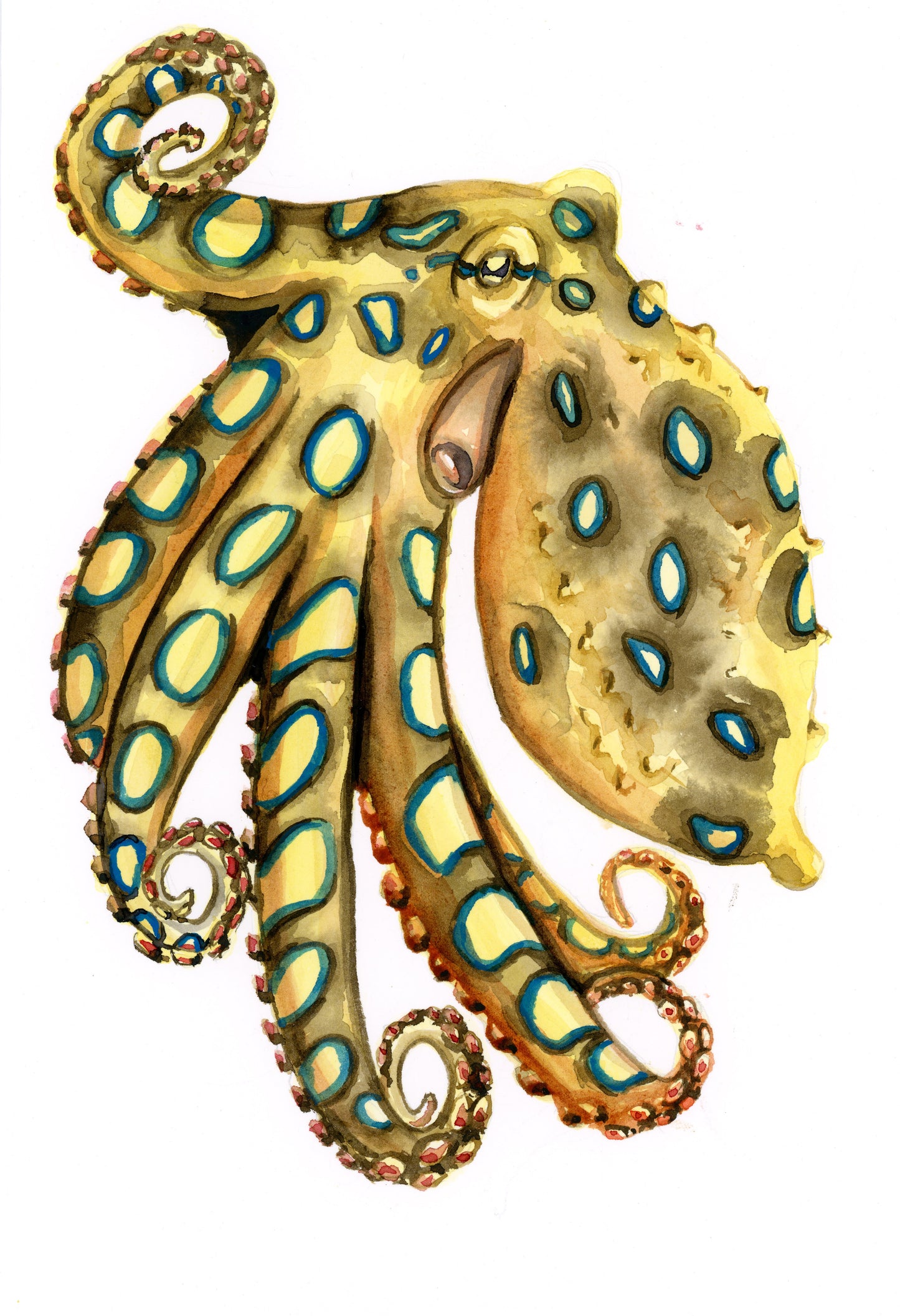 Blue Ringed Octopus Drawing