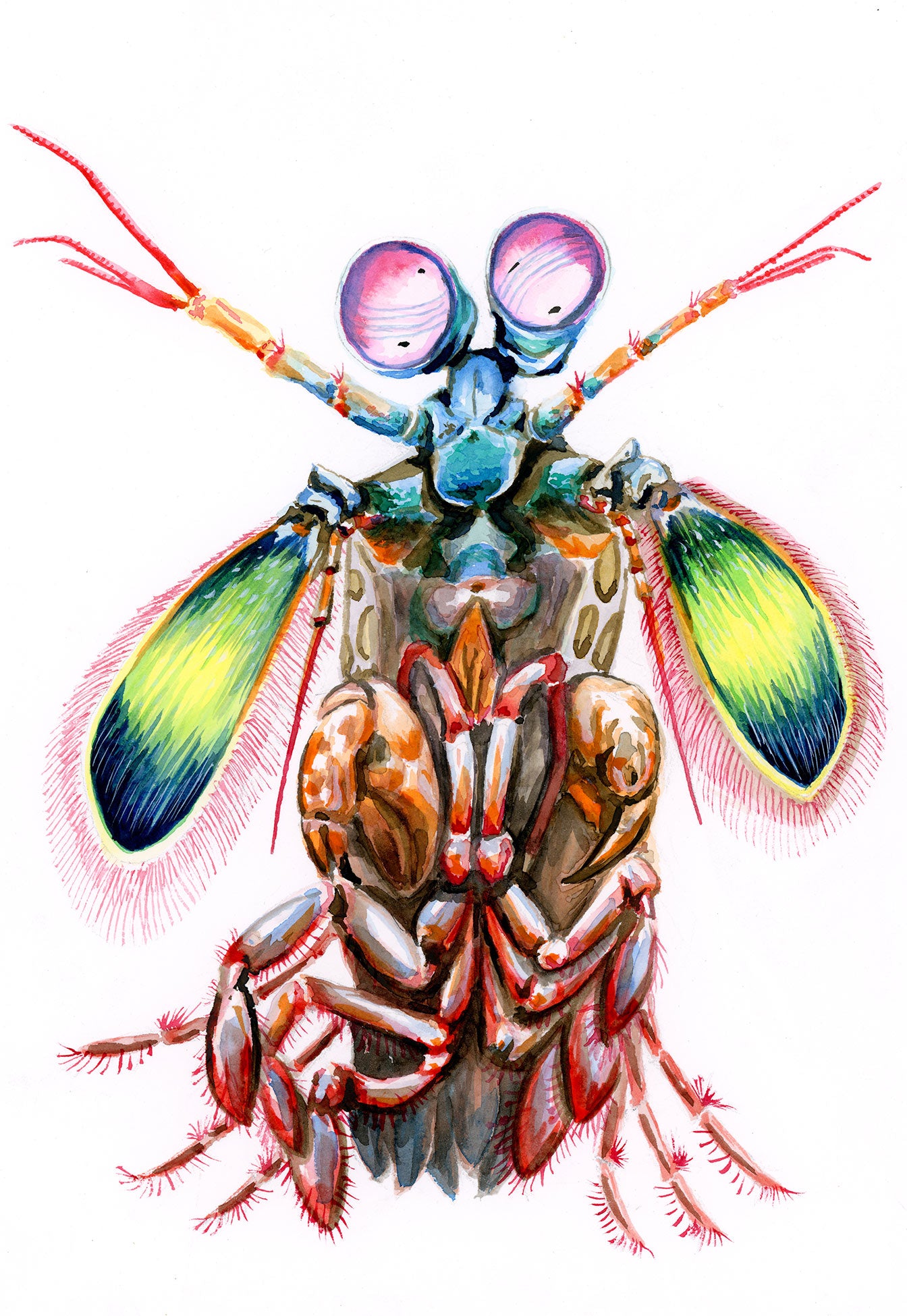 ORIGINAL PAINTING Mantis Shrimp in watercolor 7