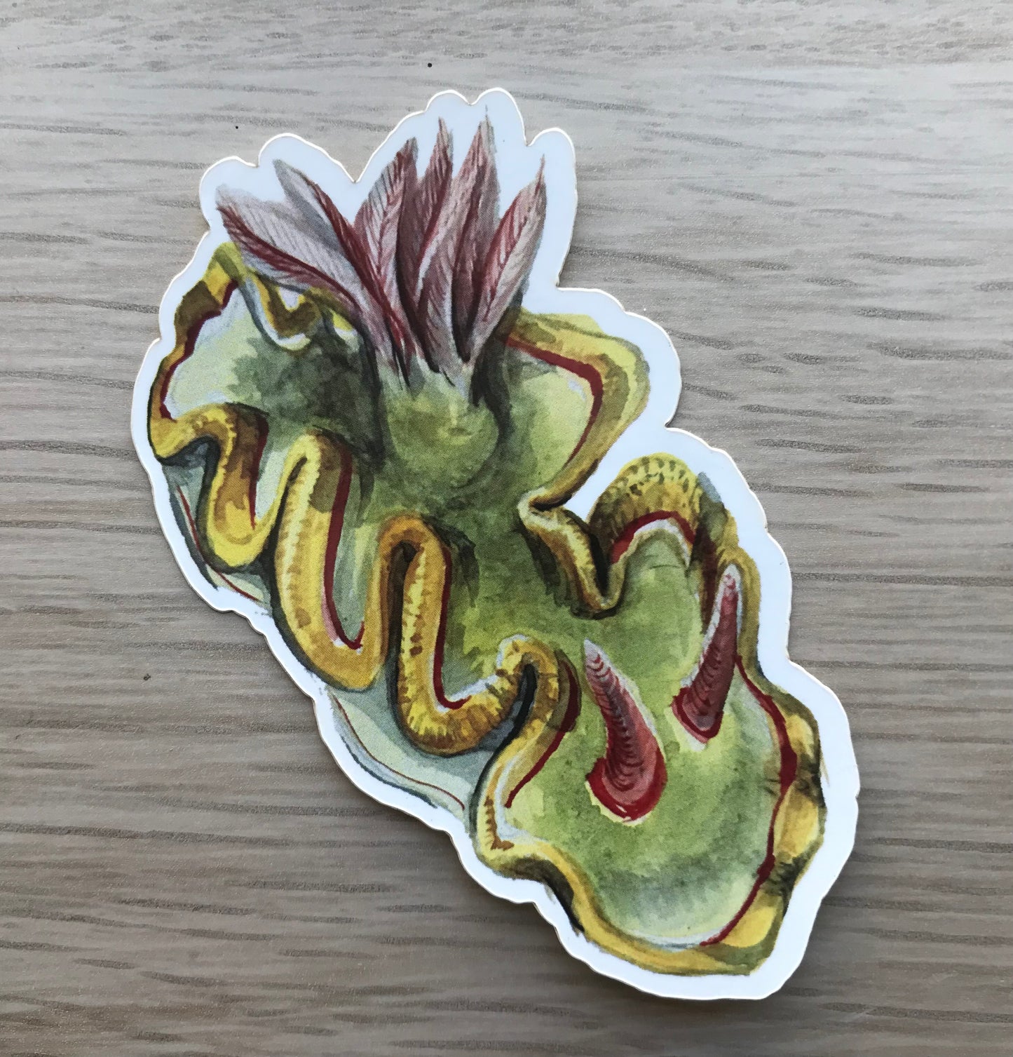 Sticker Ardeadoris sp. Nudibranch