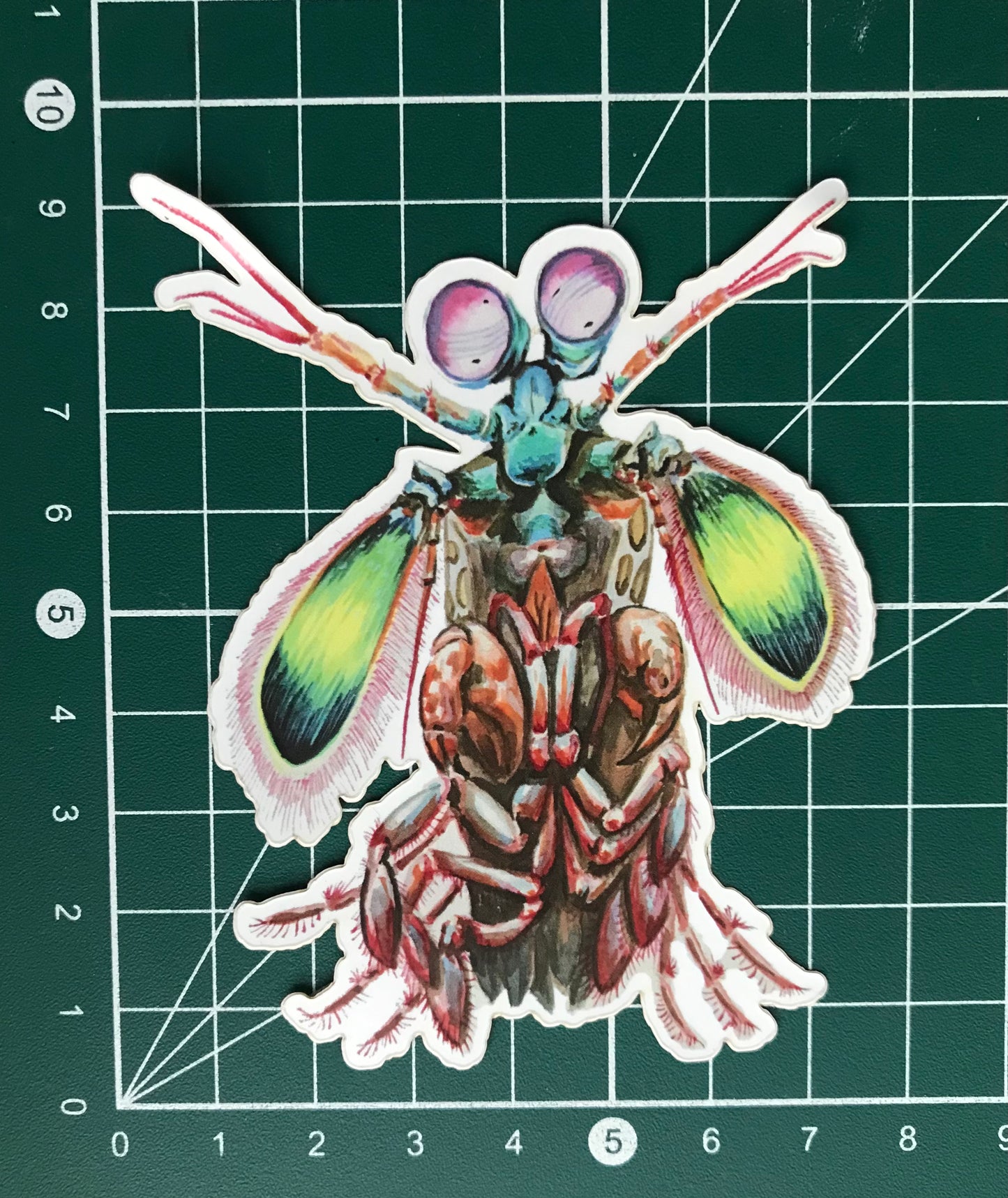 Sticker Mantis Shrimp