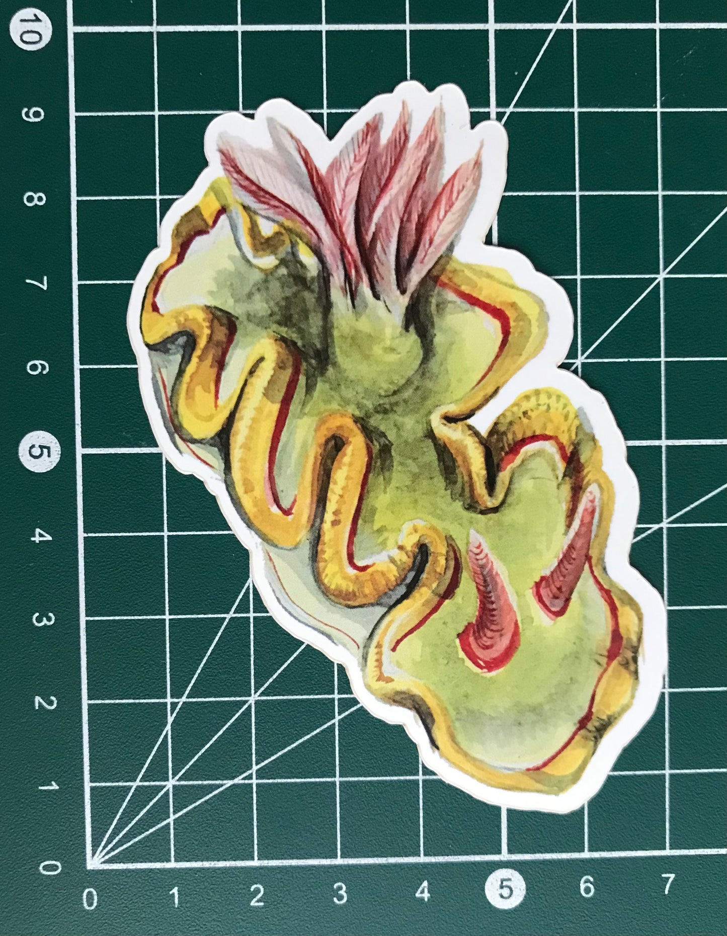 Sticker Ardeadoris sp. Nudibranch