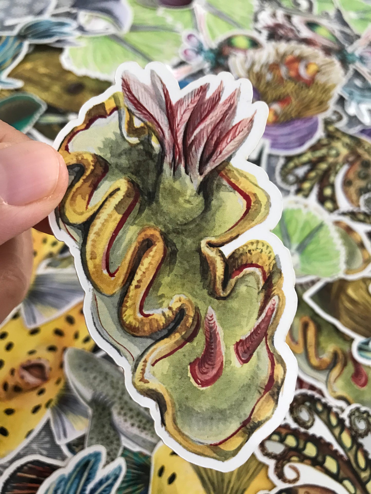 Sticker Ardeadoris sp. Nudibranch