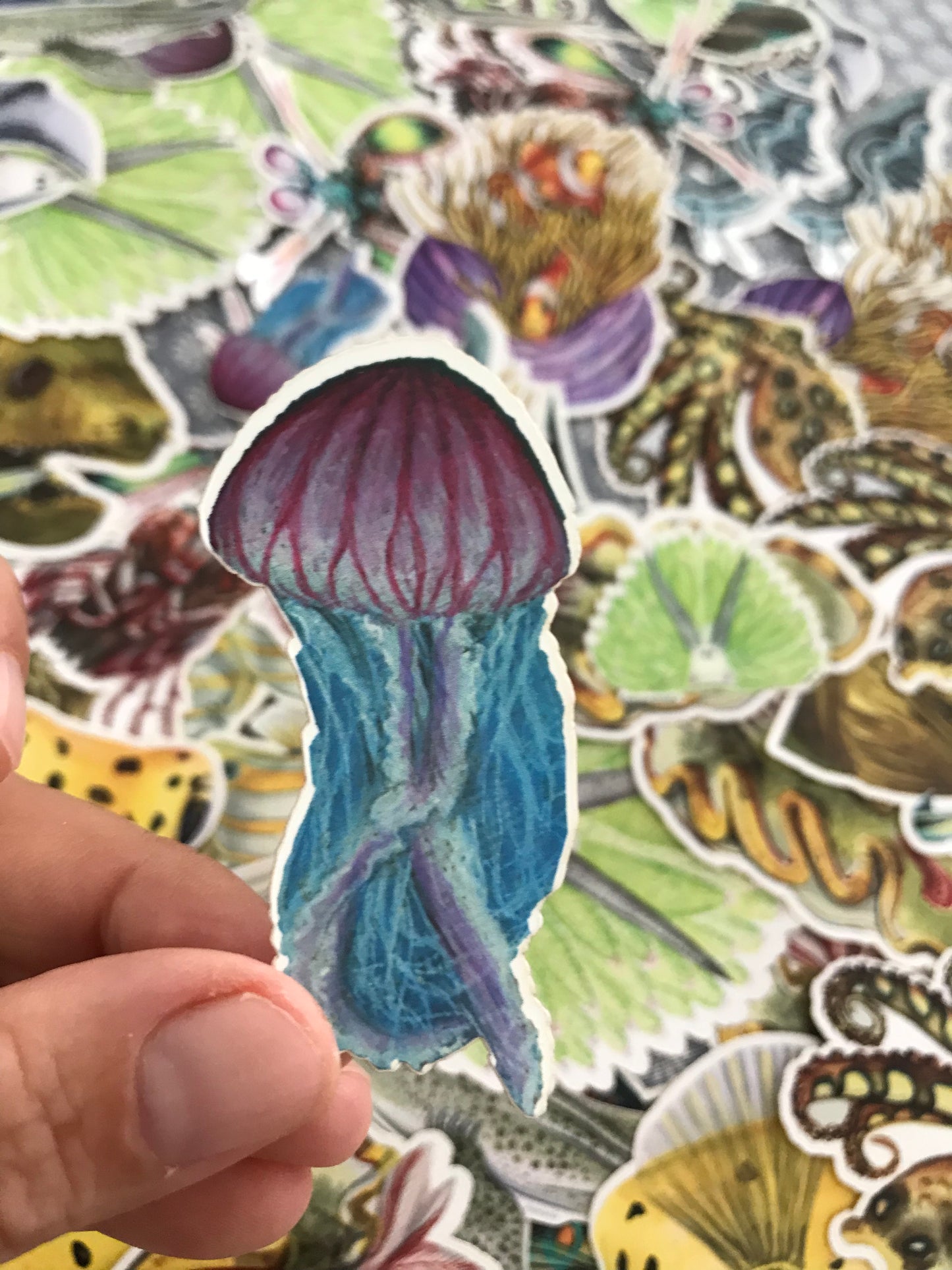 Sticker Pack - 15 Reef creatures 1st edition