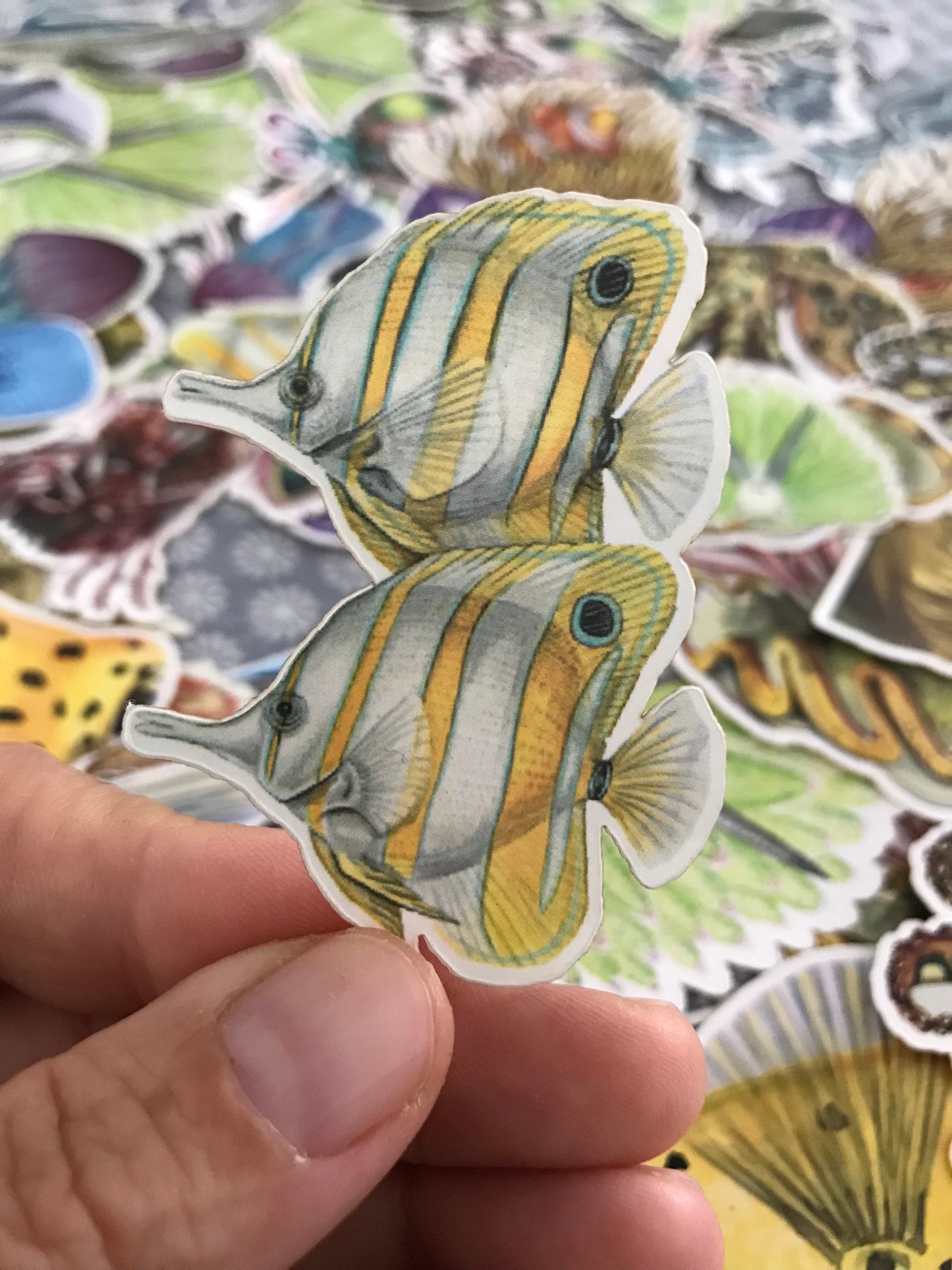 Sticker Pack - 15 Reef creatures 1st edition