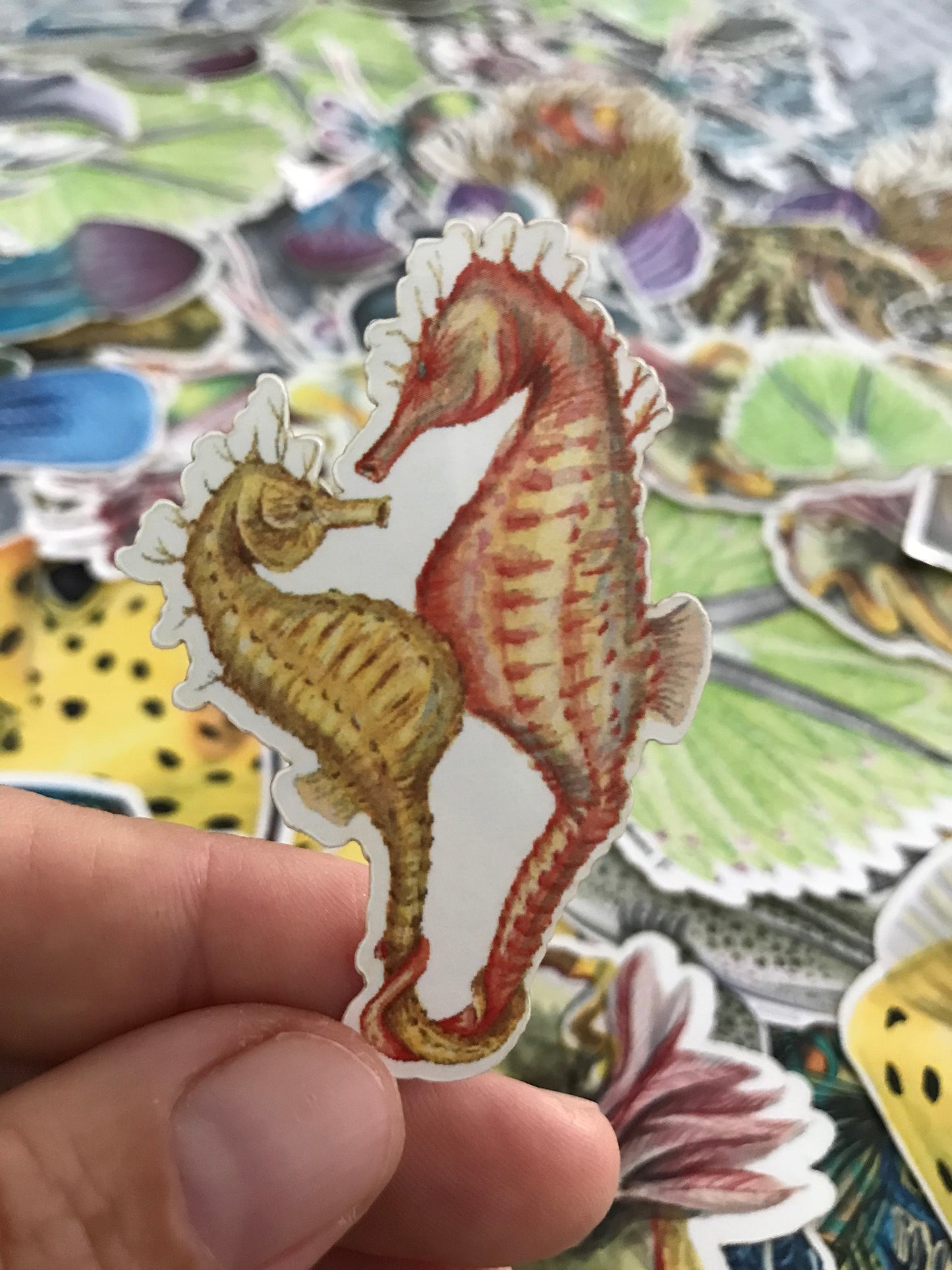 Sticker Pack - 15 Reef creatures 1st edition