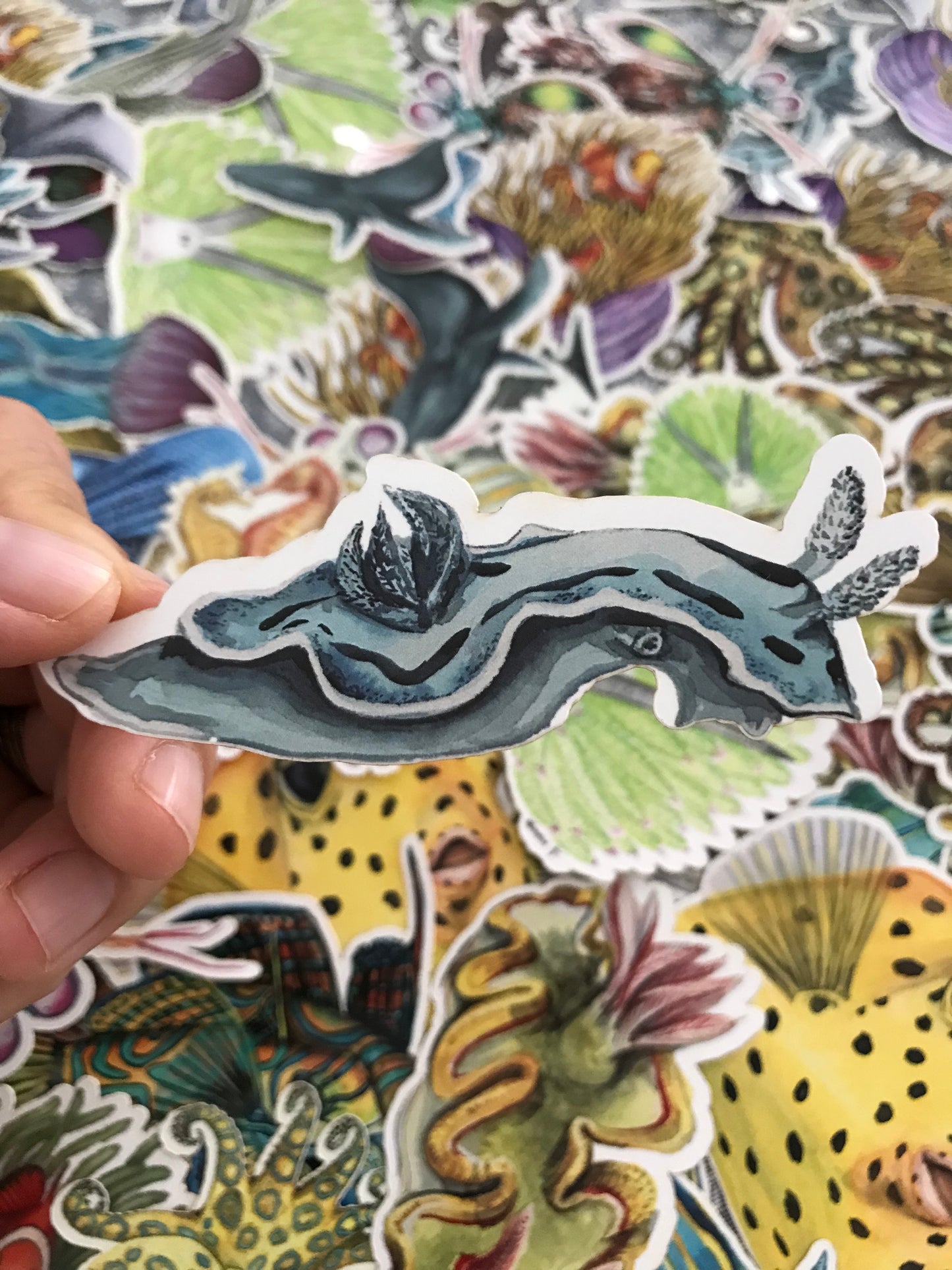 Sticker Chromodoris sp. Nudibranch