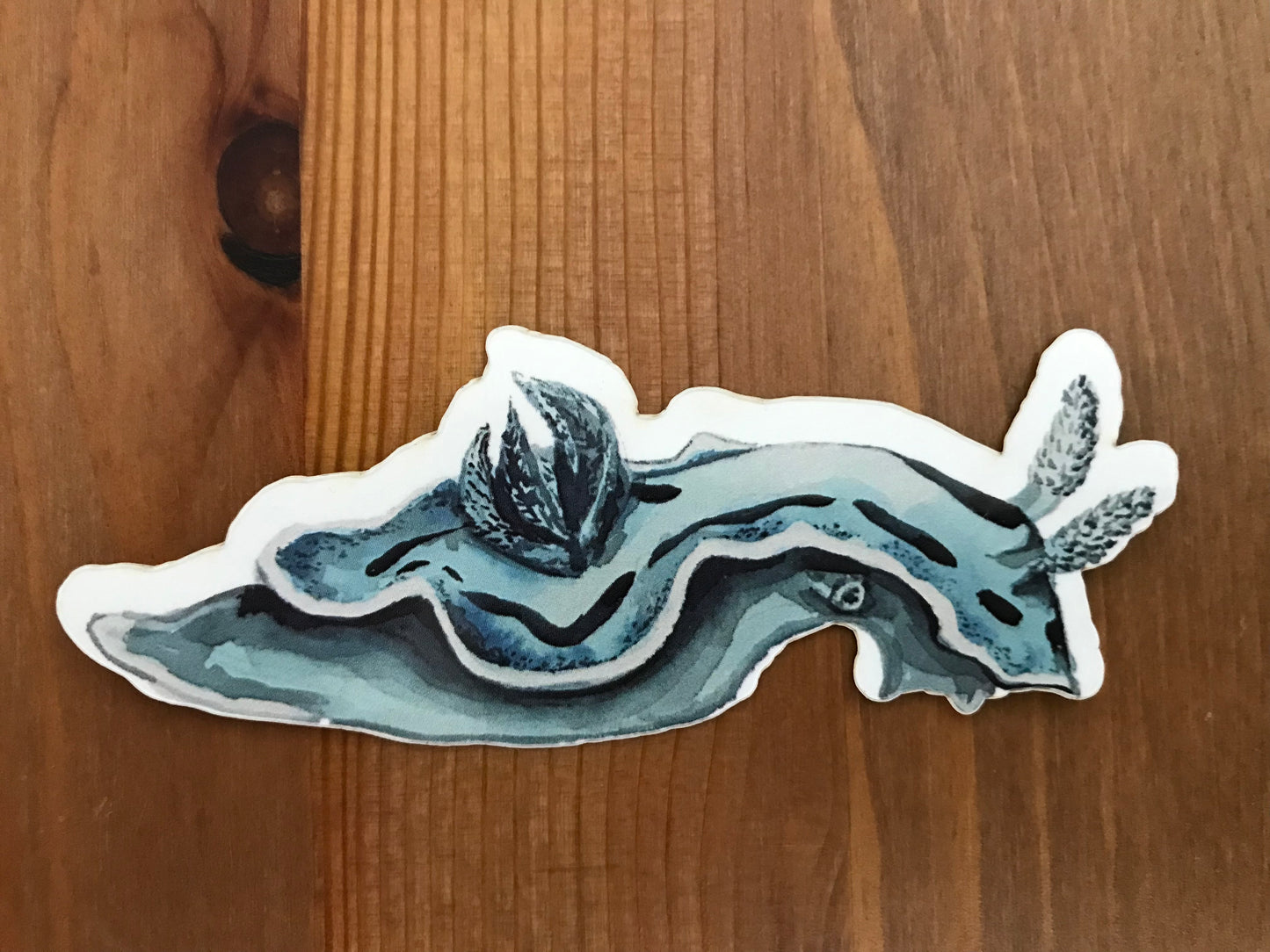 Sticker Chromodoris sp. Nudibranch