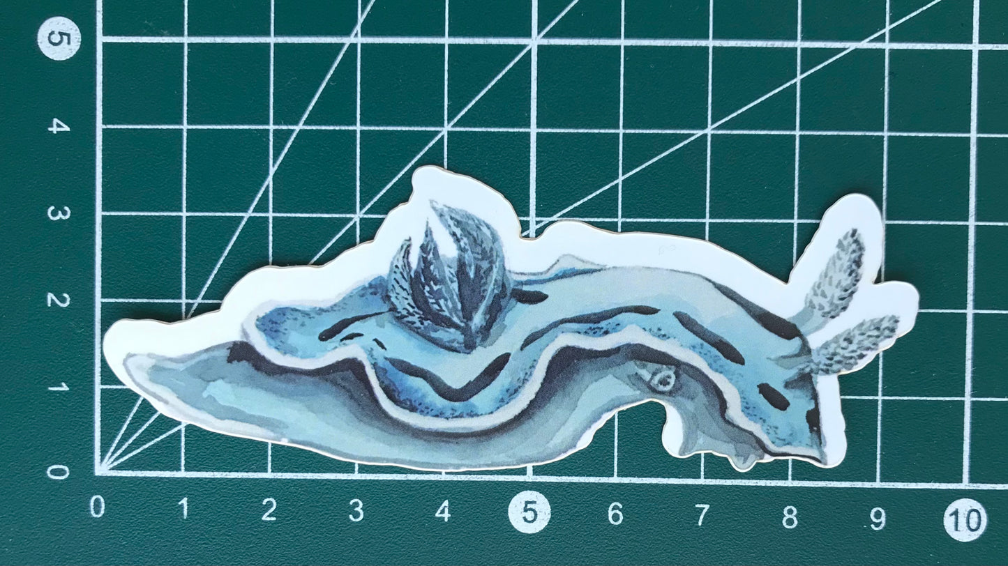 Sticker Chromodoris sp. Nudibranch